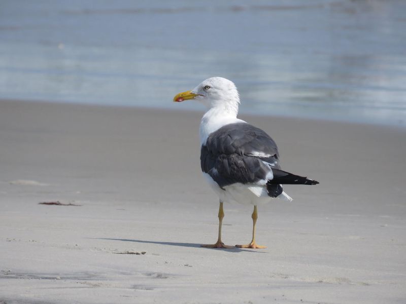 Lesser Black-backed Gull